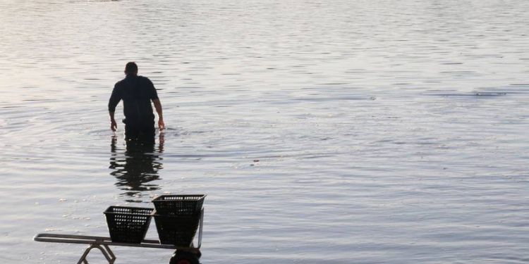 Vénériculteur, un métier les pieds dans l'eau