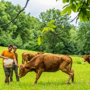 Eleveur bovins, un métier vachement bien !