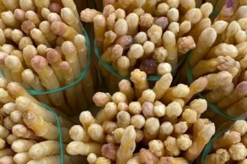 Asperges du Blayais IGP