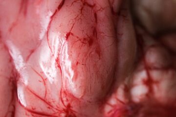 Comment préparer et cuisiner la cervelle ?