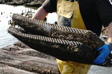 Conchyliculteur, les métiers de la mer