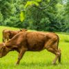 Eleveur bovins, un métier vachement bien !