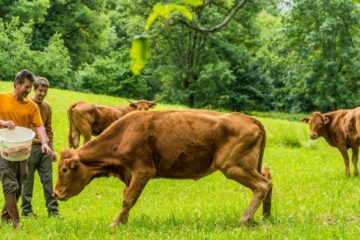 Eleveur bovins, un métier vachement bien !