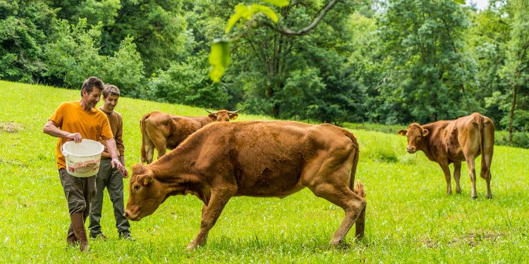 Eleveur bovins, un métier vachement bien !