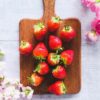 Fraises du Périgord IGP