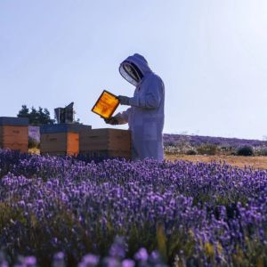 Apiculteur, un métier qui fait le buzz