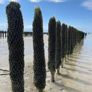 Boucholeur, un métier qui tombe à pic !