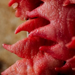 Comment préparer et cuisiner les crêtes de coq ?