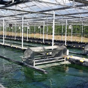 Spirulinier, un métier connecté avec la nature