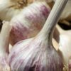 L'Ail Violet de Cadours AOP