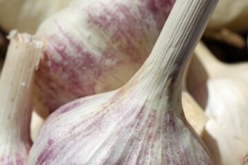 L'Ail Violet de Cadours AOP