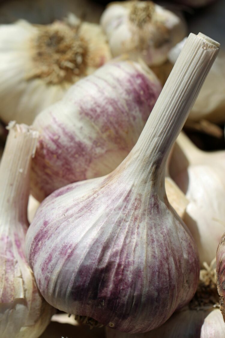 L'Ail Violet de Cadours AOP