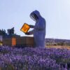 Apiculteur, un métier qui fait le buzz