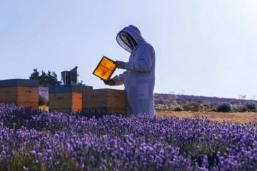 Apiculteur, un métier qui fait le buzz