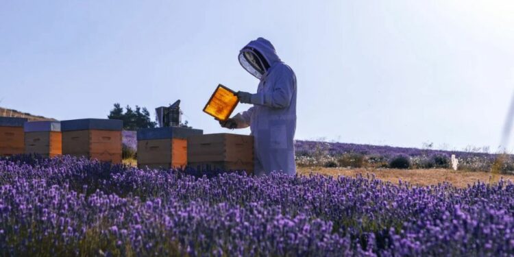 Apiculteur, un métier qui fait le buzz