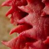 Comment préparer et cuisiner les crêtes de coq ?