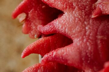 Comment préparer et cuisiner les crêtes de coq ?