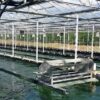 Spirulinier, un métier connecté avec la nature