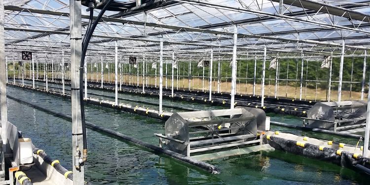 Spirulinier, un métier connecté avec la nature