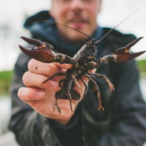 Astaciculteur, un métier aussi rare que passionnant