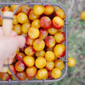 Mirabelles de Lorraine IGP