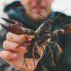 Astaciculteur, un métier aussi rare que passionnant