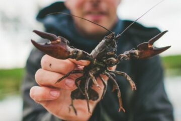 Astaciculteur, un métier aussi rare que passionnant
