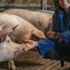 Eleveur porcin, où la vie en rose