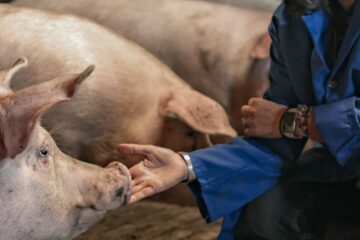 Eleveur porcin, où la vie en rose