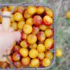 Mirabelles de Lorraine IGP