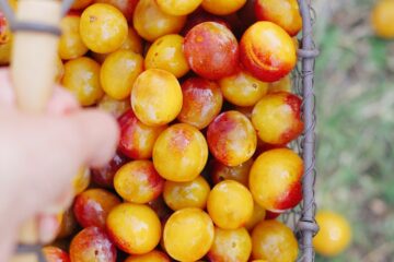 Mirabelles de Lorraine IGP