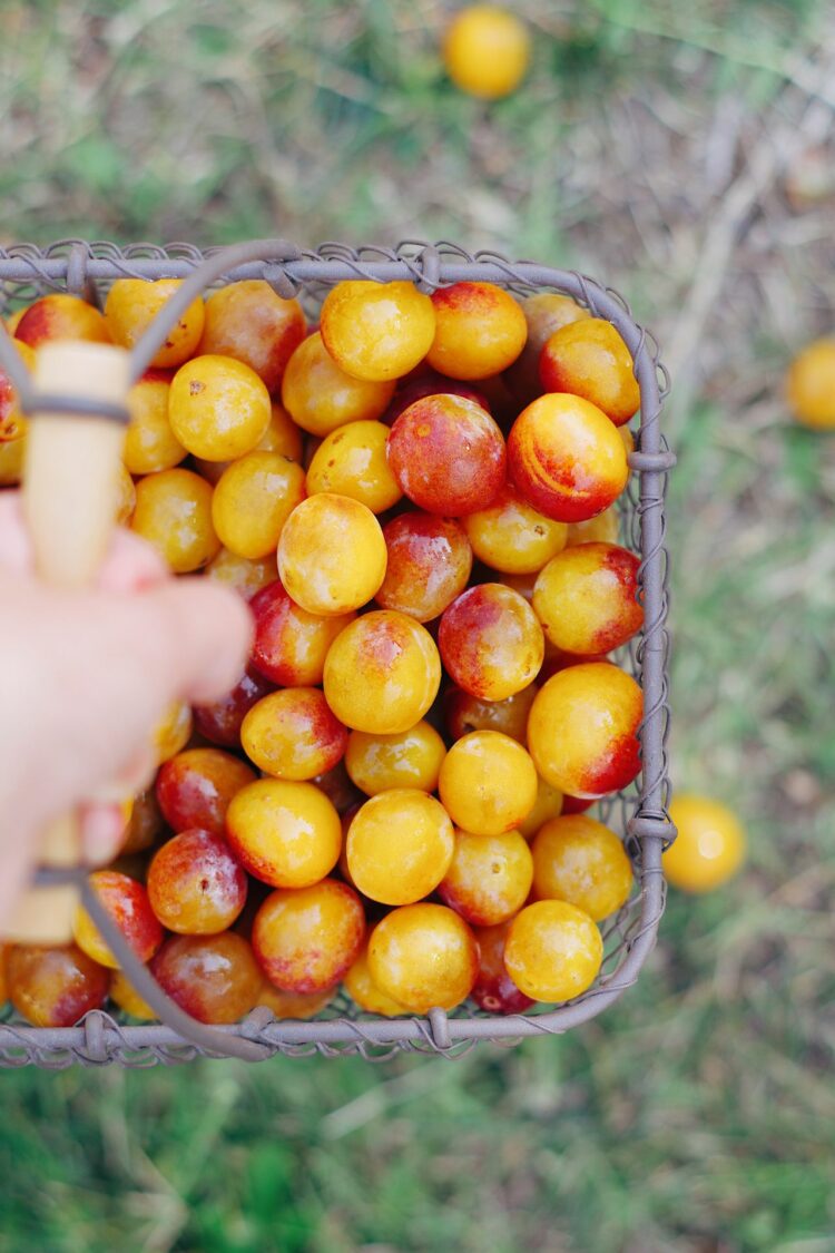 Mirabelles de Lorraine IGP