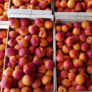 Abricots des Baronnies IGP
