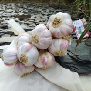 Ail rose de Lautrec IGP