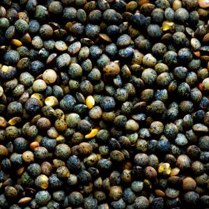 Lentilles vertes du Berry IGP