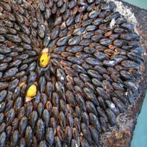 Eclade de moules charentaise