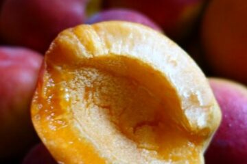 Abricots des Baronnies IGP