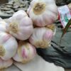 Ail rose de Lautrec IGP