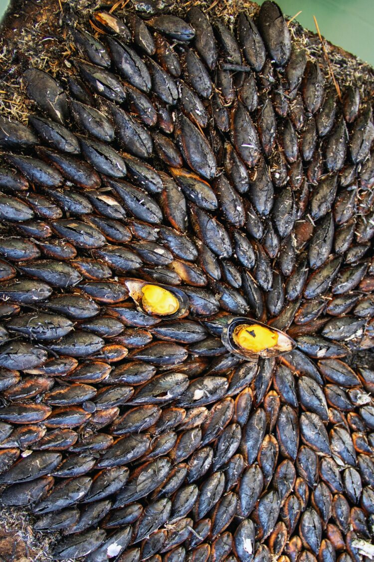 Eclade de moules comme en Charente