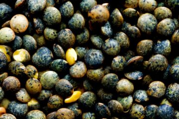 Lentilles vertes du Berry IGP