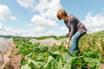Maraîcher, un métier connecté avec la nature