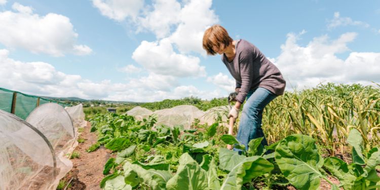 Maraîcher, un métier connecté avec la nature