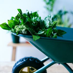 3 façons de conserver son basilic frais