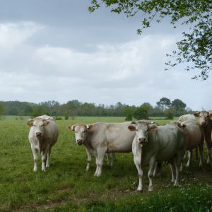 Le Boeuf de Vendée IGP