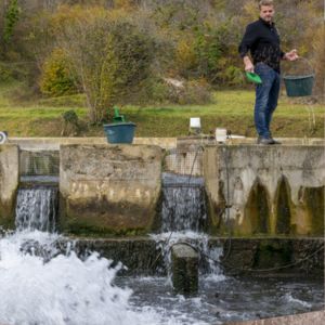 Pisciculteur, un métier qui s'occupe des poissons de l'oeuf à l'assiette
