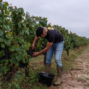 Viticulteur, un métier au service de la vigne