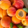 Abricots rouges du Roussillon AOP