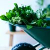 3 façons de conserver son basilic frais