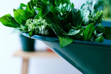 3 façons de conserver son basilic frais