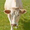 Le Boeuf de Vendée IGP